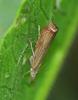 Chrysoteuchia culmella